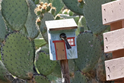 Now using an artificial nest box 