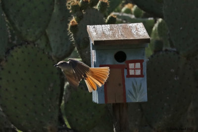 Mom & Pop Food Delivery Service to the nestlings