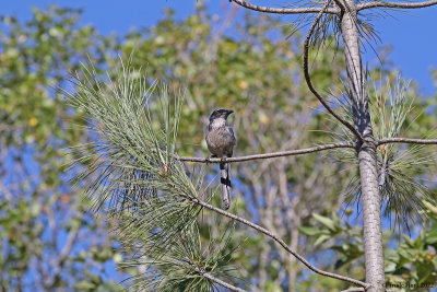 Identify California Scrub-jay by its erect posture