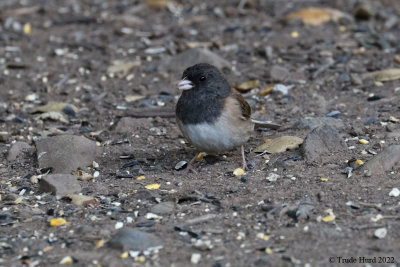 Dark-eyed Junco forages on seed 