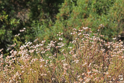 California Buckwheat flowers becoming seeds