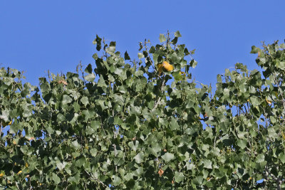 Not an oriole but Cottonwood leaf changing color 