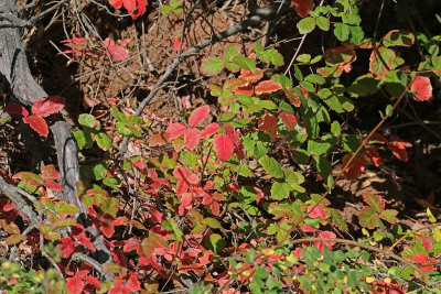 Poison Oak leaves also changing color