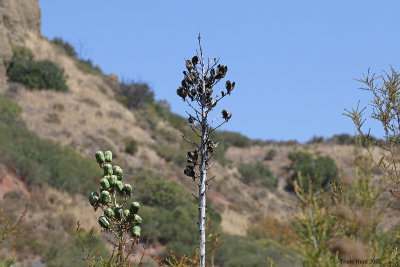 Yucca Seed Pods fresh and old