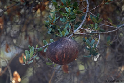 Gall on a Scrub Oak 