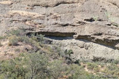 Alleged bat roost on the cliff (I need to come back with my bat detector!)