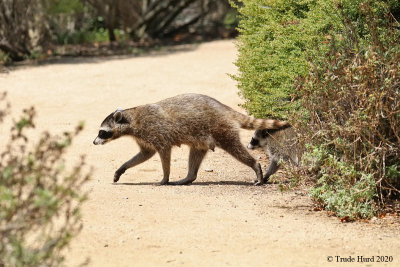 sjws_2020_raccoon_family