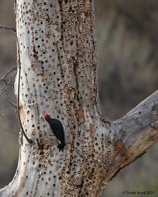 acorn woodpecker at granary 