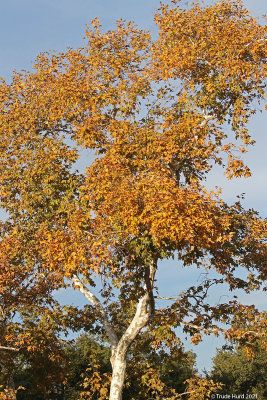 sycamore in fall 