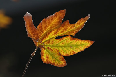 sycamore leaf in fall