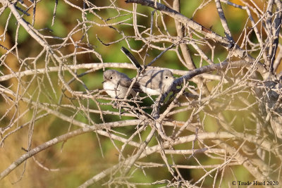 Nearby Fledglings 