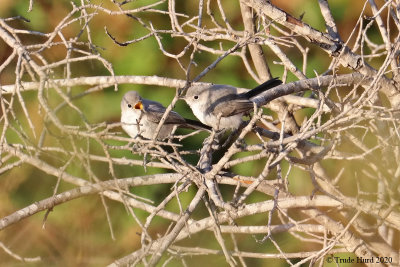 Gnatcatcher fledglings ready for meal delivery!