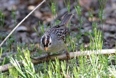 White-crowned Sparrow molt from first winter to adult before migrating north