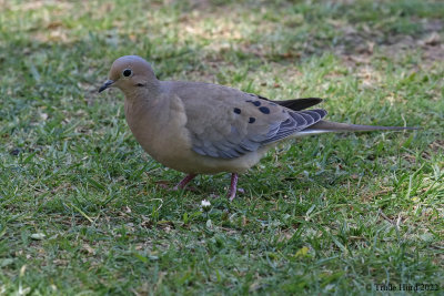 Mourning Dove