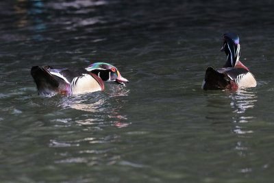 Wood Duck Aggression (female out of view)