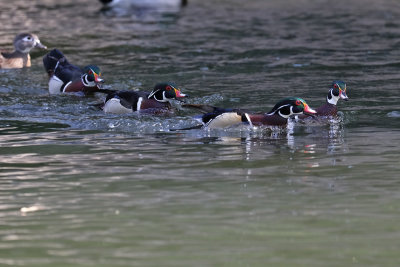 More Wood Duck Aggression (4 males, 1 female)