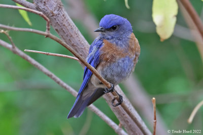 Western Bluebird, male