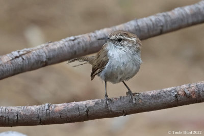 Bewick's Wren, disheveled and ready for molt