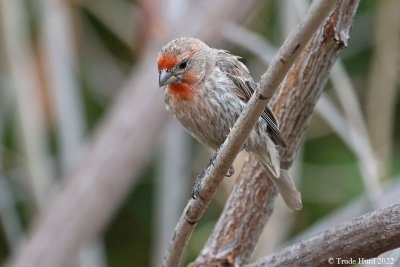 House Finch, male