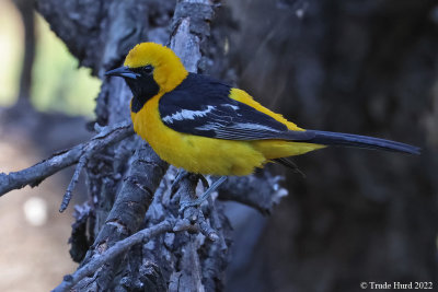 Hooded Oriole, male