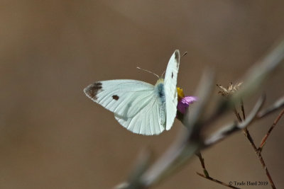 Cabbage White male on CA aster 