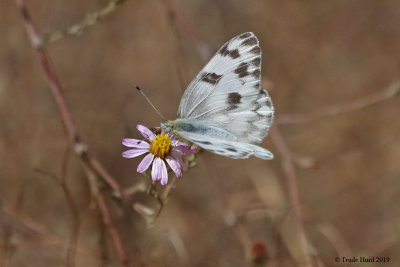 Checkered White on CA aster