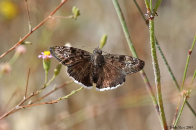 Duskywing skipper on CA aster