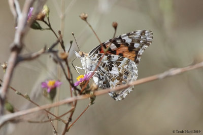 Painted Lady on CA aster