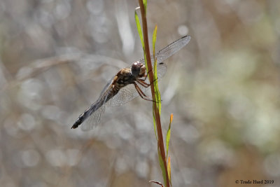 Red Rock Skimmer dragonfly, female