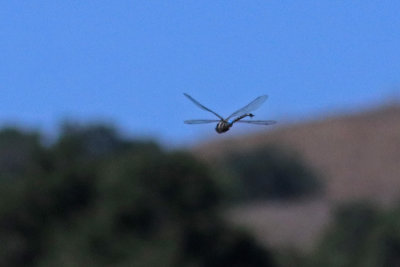 Blue-eyed Darner dragonfly flying (sorry so blurry)