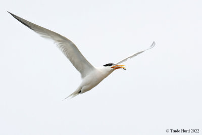 Elegant Tern with topsmelt