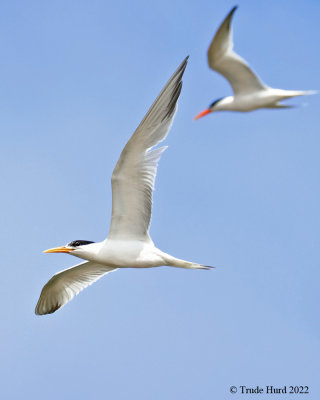 Elegant Terns leave OC soon