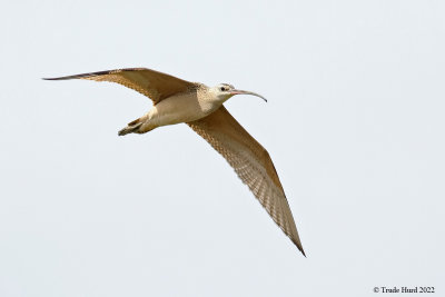 Whimbrel flying