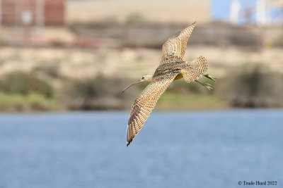 Whimbrel flying 