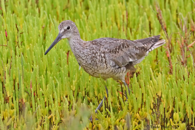 Willet molting