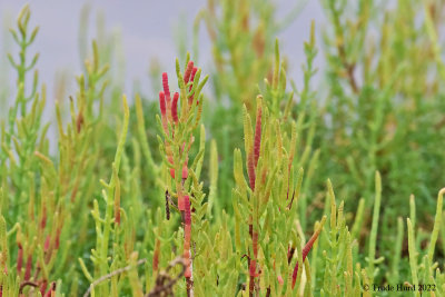Did you notice pickleweed turning red?