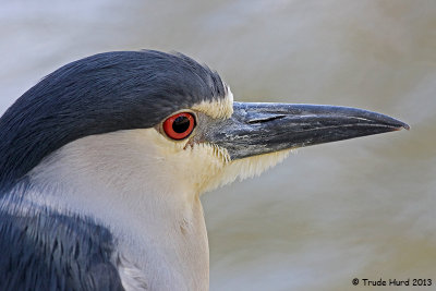 Black-crowned Night-heron IMG_8465 r.jpg