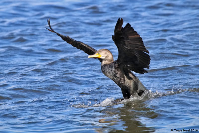 Double-crested Cormorant Landing IMG_8279 r.jpg