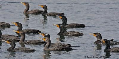 DOUBLE-CRESTED CORMORANTSr IMG_0248.jpg