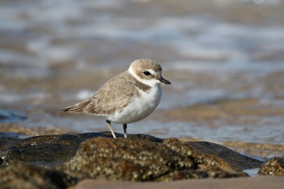 Snowy Plover IMG_3833x.jpg