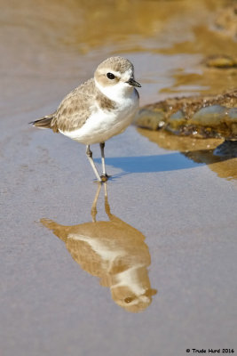 SNOWY PLOVER REFLECTION IMG_7693 r.jpg