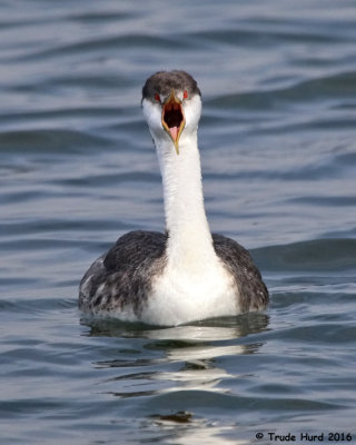 WESTERN GREBE TALK IMG_7018 r.jpg