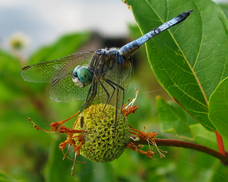 Blue Dasher Male
