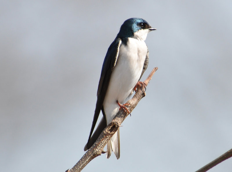 Tree Swallow