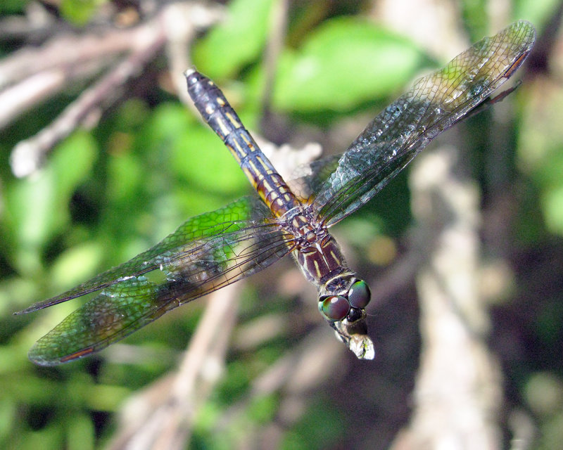 Blue Dasher Female