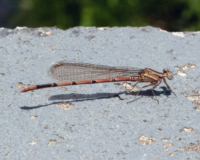 Variable Dancer Female