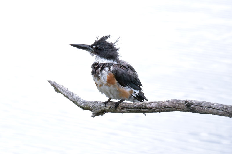 Juvenile Kingfisher