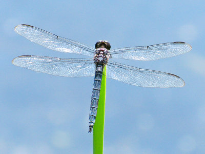 Slaty Skimmer Male