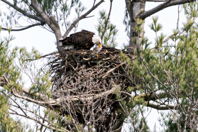 Bald Eagle pair on Nest