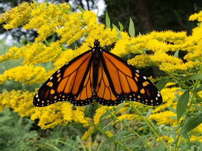 Male Monarch